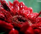 Κόκκινο λουλούδι